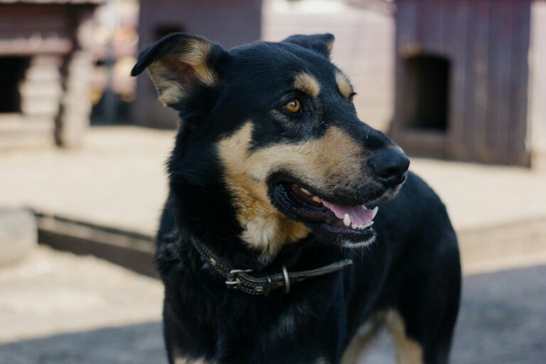 A joyful domestic dog with black and tan fur enjoying the outdoors.